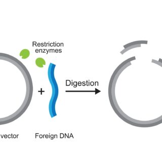 Restriction Enzyme, BsaI, BspQ